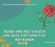 310+ Roses Are Red Violets Are Blue Captions For Instagram